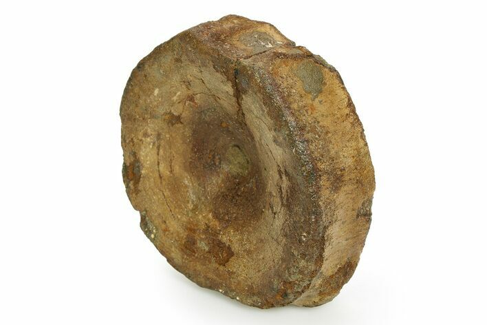 Fossil Ichthyosaur (Brachypterygius) Vertebra - England #351043